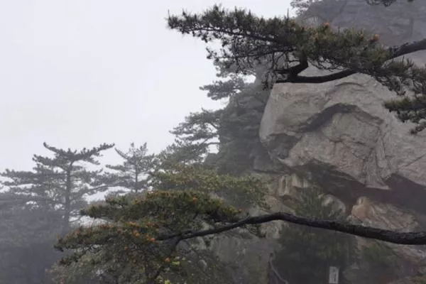 麻城龜峰山賞杜鵑花最佳線路