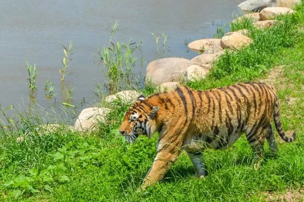 秦皇島野生動(dòng)物園游玩攻略 附門(mén)票價(jià)格及表演時(shí)間