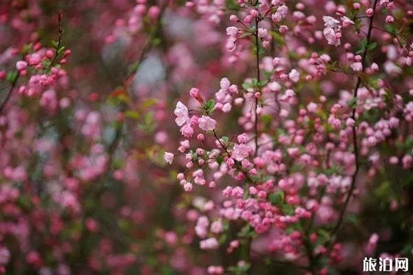 春秋淹城樂(lè)園櫻花在哪里觀賞?花期是什么時(shí)候?