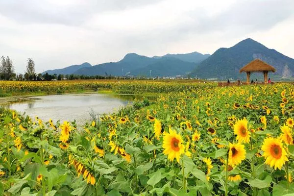 杭州銅鑒湖公園秋季看什么花