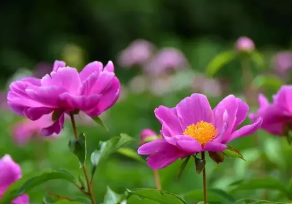 中江芍藥花基地在哪里-觀賞地推薦