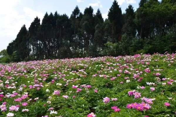 中江芍藥花基地在哪里-觀賞地推薦