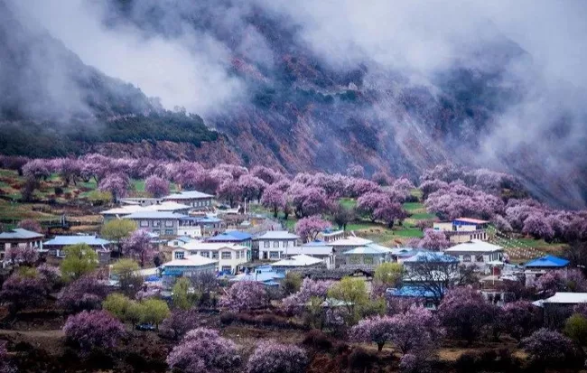 林芝桃花最佳觀賞地推薦 林芝賞桃花村莊介紹