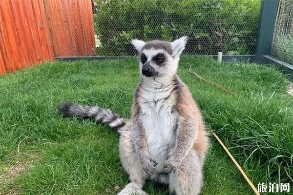 南通森林野生動物園有什么好玩的項目 分為幾區(qū)