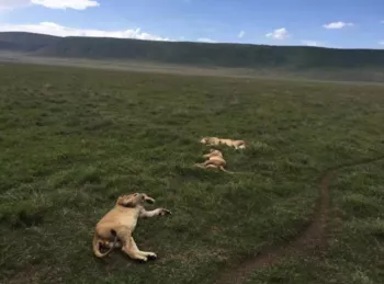 坦桑尼亞東非大草原safari旅游攻略