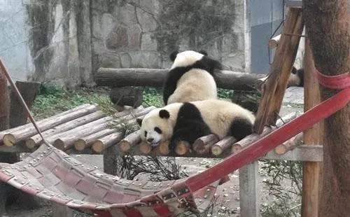 2018重慶動(dòng)物園游記 重慶動(dòng)物園好玩嗎