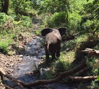 坦桑尼亞東非大草原safari旅游攻略