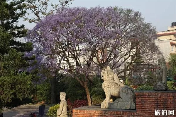 尼泊爾加德滿都街頭藍(lán)花楹好看嗎 尼泊爾賞藍(lán)櫻花的地方