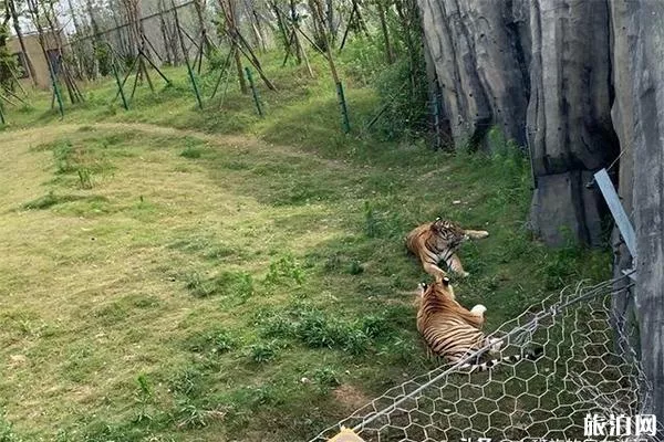 南通森林野生動物園有什么好玩的項目 分為幾區(qū)