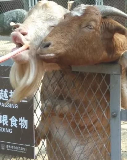 2018重慶動(dòng)物園游記 重慶動(dòng)物園好玩嗎