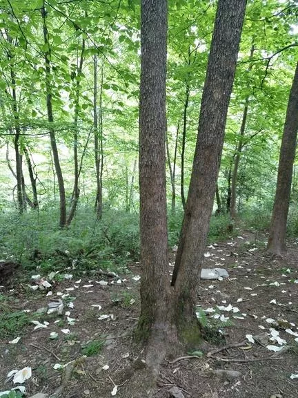 珙桐花什么時候開花 中國哪里可以看珙桐花