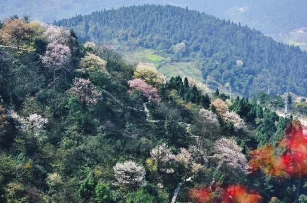 2023云龜山櫻花開花時(shí)間