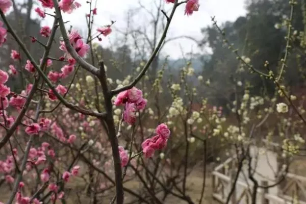 北京看臘梅的地方有哪些