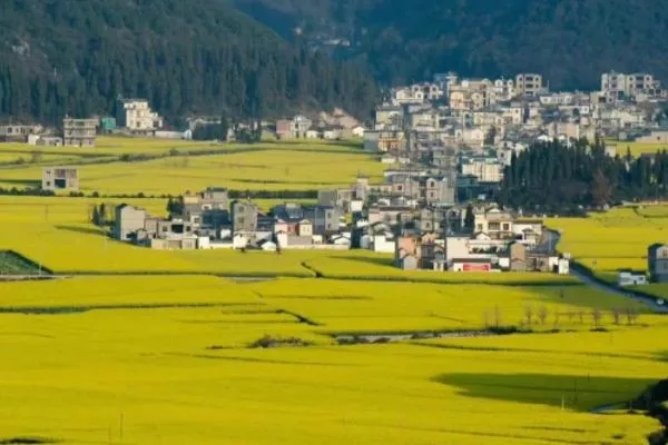 2023云南羅平油菜花最佳觀賞時(shí)間