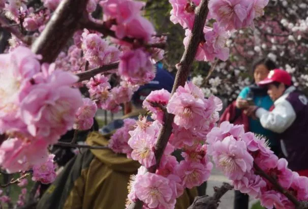 2023北京中山公園賞花最佳時(shí)間