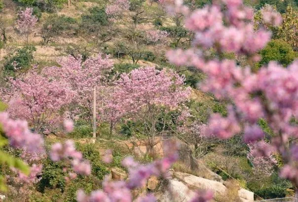 廈門哪里可以看到櫻花