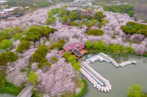 2023上海顧村?
?園看櫻花最佳時間